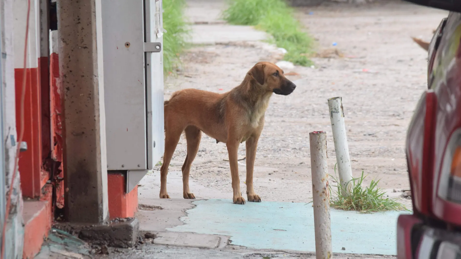 perritoe en situación de calle